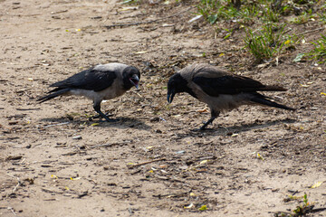 Couple of ravens (Corvus cornix) in grass near beach
