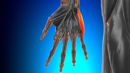 Abductor digiti minimi of hand Anatomy For Medical Concept 3D