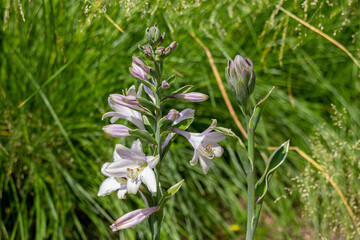 Blooming lilac (Lilium) flowers in garden.