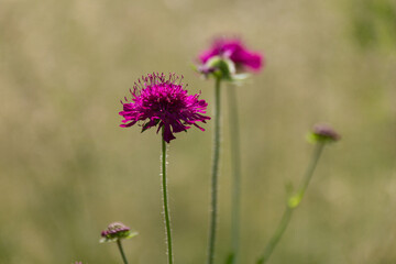 Blooming Trifolium pratense (Clover) on the meadow.