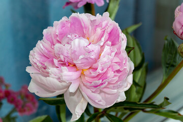 Blooming pink peony flower near the window