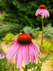 Two bumblebees on blooming Echinacea flowers