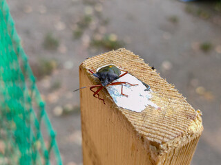 Macro photo of Brown marmorated stink bug on a board in park