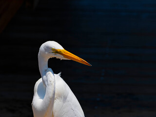 Portrait of a Great White Egret on Black