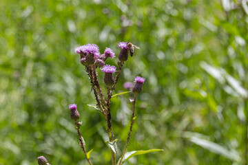 Blooming Plumeless thistles (Carduus) on a meadow