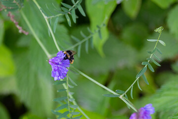Bumblebee gathering pollen from Anacamptis morio flowers