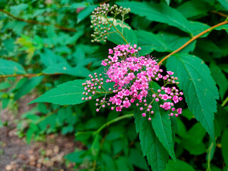 Blooming Spiraea japonica (Japanese meadowsweet, Japanese spiraea) in the garden