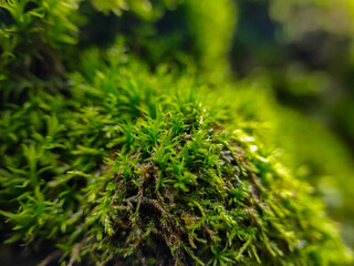 Close up photo of green moss on a tree