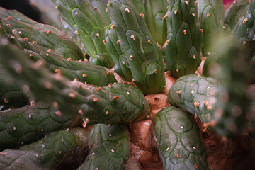 enlargement of branched succulent plant