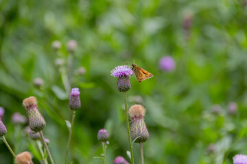 The large skipper butterfly sitting on a purple flowers of field thistle.