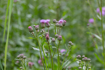 Purple flowers of field thistle on a meadow.