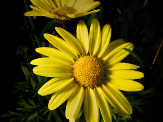 Golden Butterfly flower