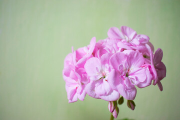Beautiful Pink Geranium Flower