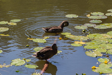 Two ducks swimming in pond near waterlilies