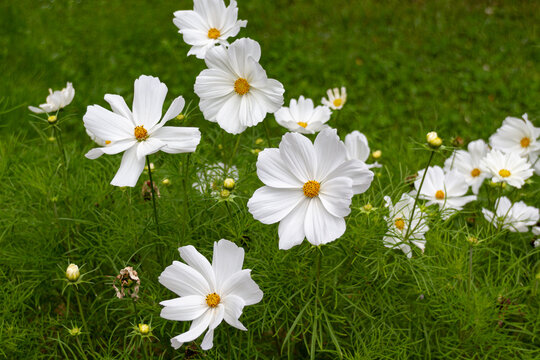 Blooming white garden cosmos (Cosmos bipinnatus) flowers on a meadow
