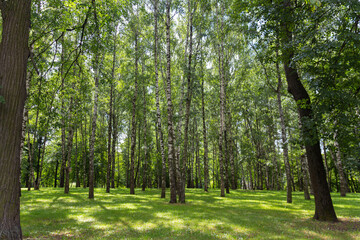 Birch tree forest during summer