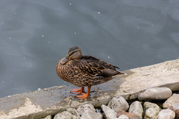 Grey duck (Pacific black duck) staying on a stone in water