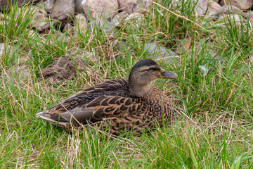 Grey duck (Pacific black duck) sitting on a meadow