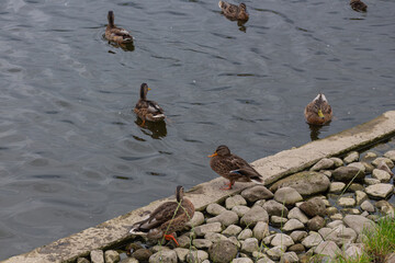 Group of grey ducks (Pacific black duck) swimming in a pond