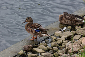 Grey duck (Pacific black duck) staying on a stone in water