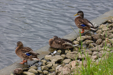 Group of grey ducks (Pacific black duck) sitting in a row near water