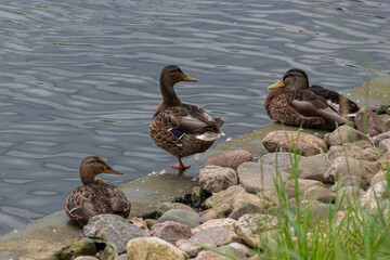 Group of grey ducks (Pacific black duck) sitting in a row near water