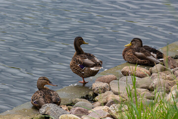 Group of grey ducks (Pacific black duck) sitting in a row near water
