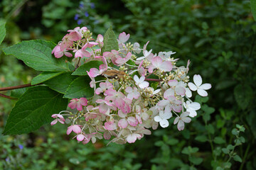 Blooming oakleaf hydrangea (Hydrangea quercifolia) flowers