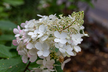 Blooming oakleaf hydrangea (Hydrangea quercifolia) flowers