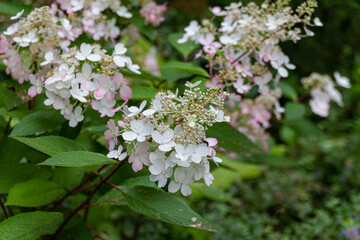 Blooming oakleaf hydrangea (Hydrangea quercifolia) flowers