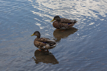 Grey duck (Pacific black duck) swimming in a pond