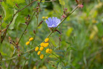 Blooming Common chicory (Cichorium intybus) and Blooming Tansy (Tanacetum vulgare) flowers on a meadow