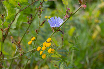 Blooming Common chicory (Cichorium intybus) and Blooming Tansy (Tanacetum vulgare) flowers on a meadow