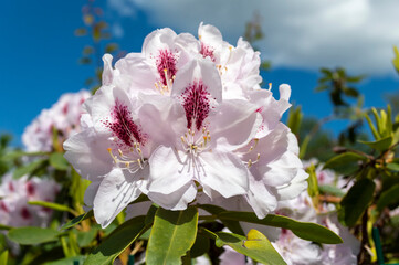 Rododendron, biały kwiat, krzew, różanecznik - obrazy, fototapety, plakaty