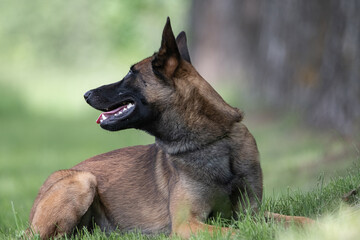 Portrait of a beautiful thoroughbred Belgian Shepherd Malinois in a summer park.