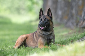 Portrait of a beautiful thoroughbred Belgian Shepherd Malinois in a summer park.