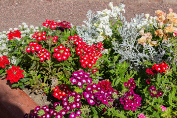 Blooming Verbena (vervain) flowers