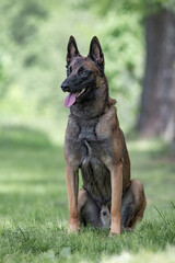 Portrait of a beautiful thoroughbred Belgian Shepherd Malinois in a summer park.