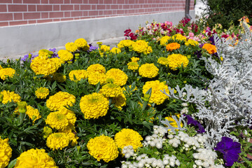 Fototapeta premium Blooming yellow Mexican marigold (Tagetes erecta) flowers