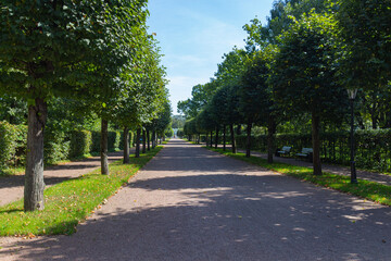Green alley with footpath in the Kuskovo Estate