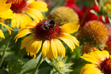 Bumblebee collecting on yellow common blanketflower (Gaillardia aristata) flowers