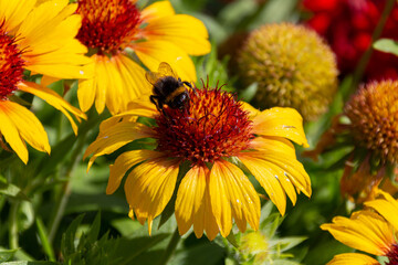 Bumblebee collecting on yellow common blanketflower (Gaillardia aristata) flowers