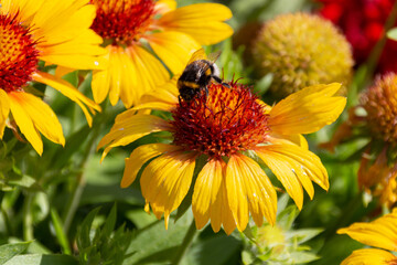 Bumblebee collecting on yellow common blanketflower (Gaillardia aristata) flowers