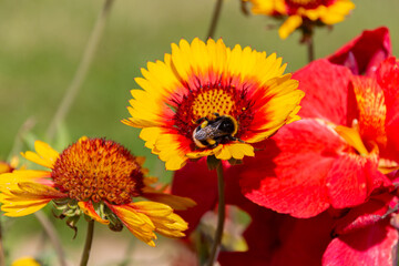 Bumblebee collecting on yellow common blanketflower (Gaillardia aristata) flowers