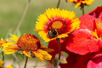 Fototapeta premium Bumblebee collecting on yellow common blanketflower (Gaillardia aristata) flowers