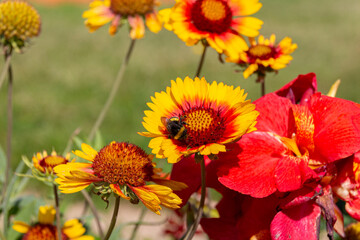 Bumblebee collecting on yellow common blanketflower (Gaillardia aristata) flowers