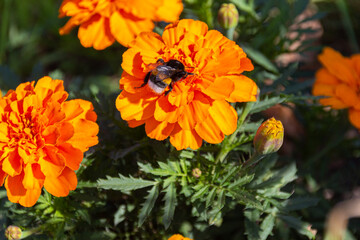 Bumblebee collecting pollen on orange Mexican marigold flowers