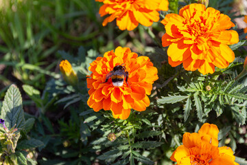 Bumblebee collecting pollen on orange Mexican marigold flowers