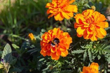 Bumblebee collecting pollen on orange Mexican marigold flowers