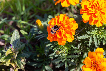 Bumblebee collecting pollen on orange Mexican marigold flowers